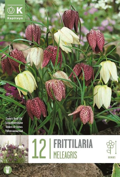Fritillaria Meleagris - Mixed Colours