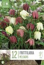 Fritillaria Meleagris - Mixed Colours