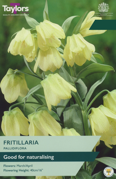 Fritillaria - Pallidiflora 
