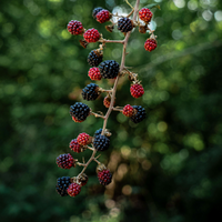 Fruit
