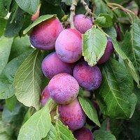 Fruit Trees