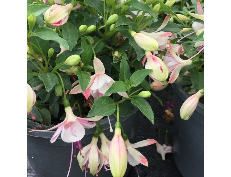 Fuchsia Basket Bella Sophia 1 litre pot