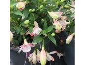 Fuchsia Basket Bella Sophia 1 litre pot