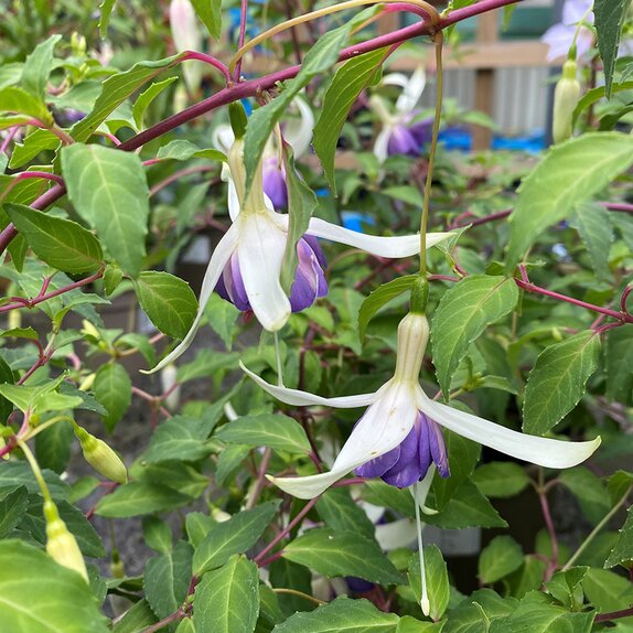 Fuchsia Delta's Sarah - image 1