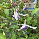 Fuchsia Delta's Sarah - image 1