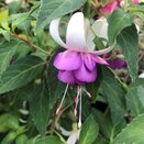 Fuchsia Delta's Sarah - image 2