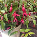 Fuchsia Dying Embers - image 1