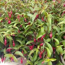 Fuchsia Dying Embers - image 2
