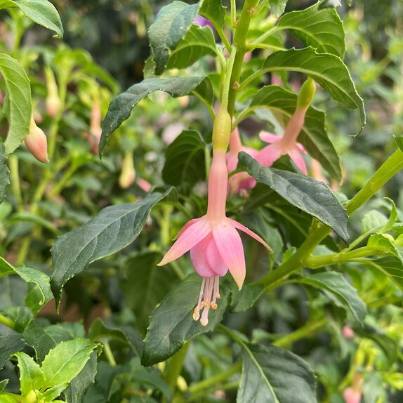 Fuchsia Hardy White Knights Pearl - image 1