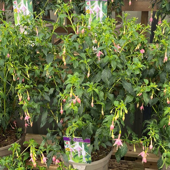 Fuchsia Hardy White Knights Pearl - image 2