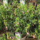 Fuchsia Hardy White Knights Pearl - image 2