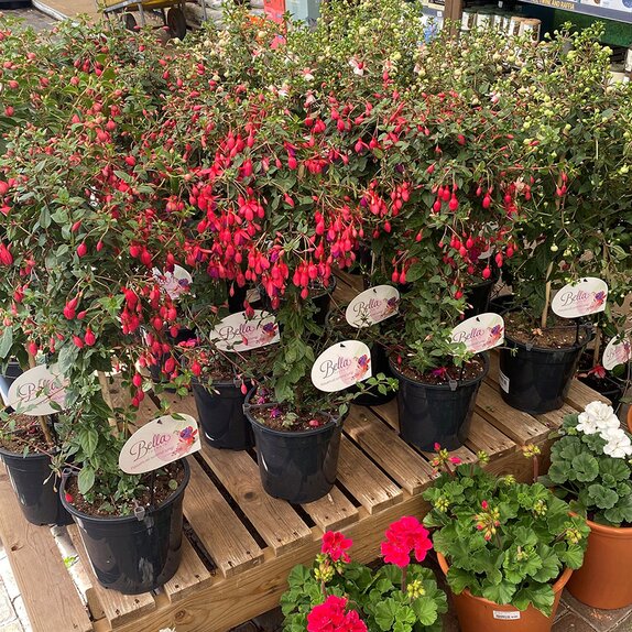 Fuchsia stem in varieties - image 1