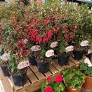 Fuchsia stem in varieties - image 1