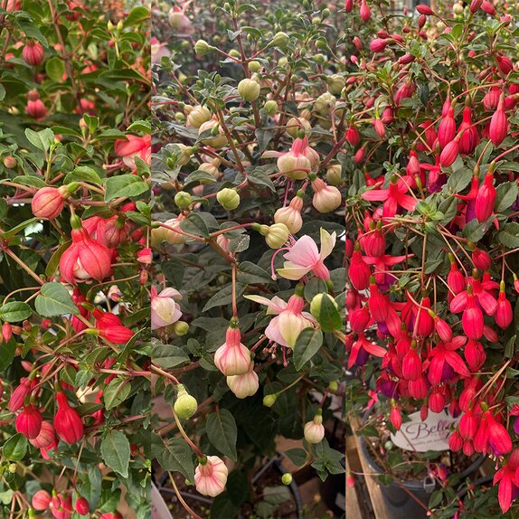 Fuchsia stem in varieties - image 2