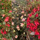 Fuchsia stem in varieties - image 2
