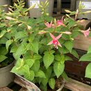 Fuchsia Waltz Jubelteen 2 litre pot