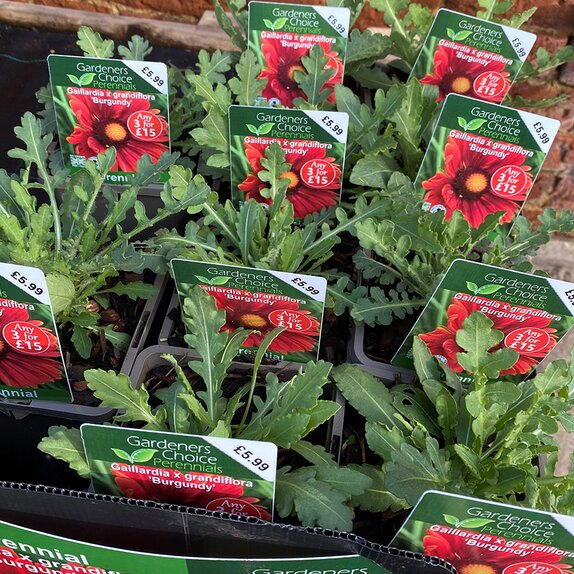 Gaillardia x grandiflora Burgundy - image 1
