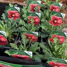 Gaillardia x grandiflora Burgundy - image 1