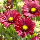 Gaillardia x grandiflora Burgundy - image 2