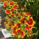 Gaillardia x grandiflora Guapa 'Flamenco Bicolour'