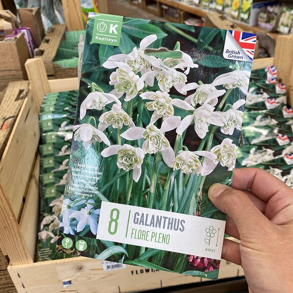 Galanthus Flore Pleno