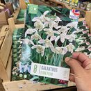 Galanthus Flore Pleno