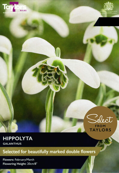 Galanthus Hippolyta