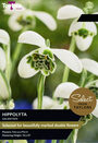 Galanthus Hippolyta