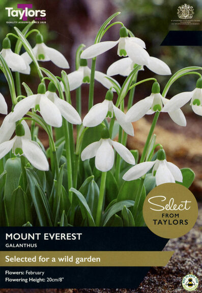 Galanthus - Mount Everest