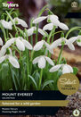 Galanthus - Mount Everest