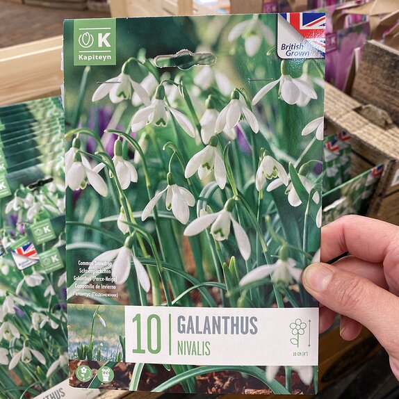 Galanthus Nivalis