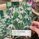 Galanthus Nivalis