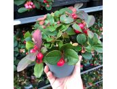 Gaultheria proc. 'Big Berry'