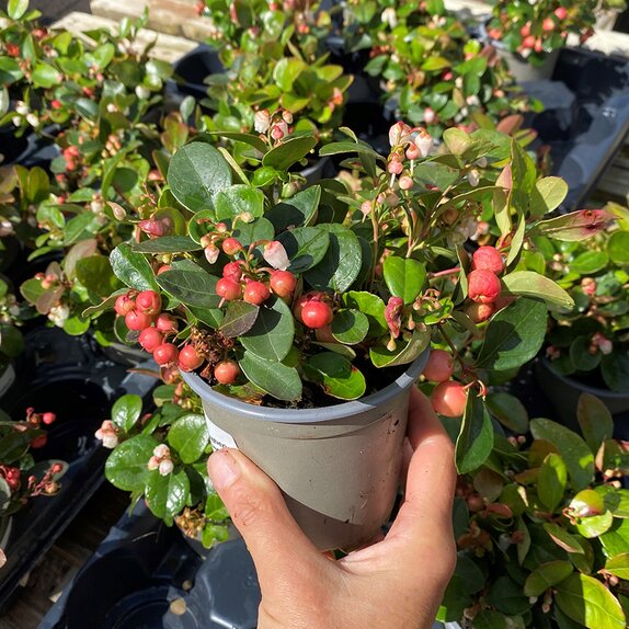 Gaultheria procumbens