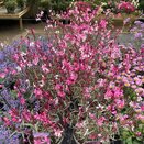 Gaura Gambit variegata Rose - image 1