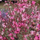 Gaura Gambit variegata Rose - image 2