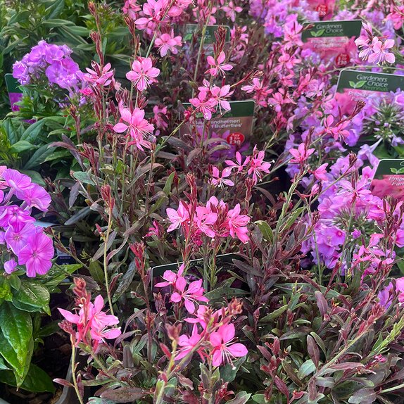 Gaura lindheimeri 'Crimson Butterflies'