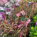 Gaura lindheimeri 'Pink Fountain'