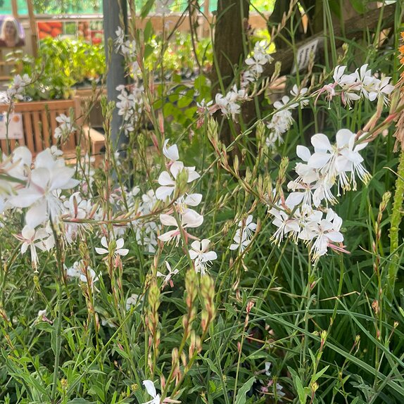 Gaura lindheimeri 'The Bride' - image 1