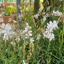 Gaura lindheimeri 'The Bride' - image 1
