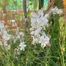 Gaura lindheimeri 'The Bride' - image 2