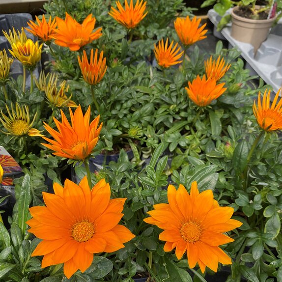 Gazania Deep Orange