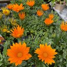 Gazania Deep Orange