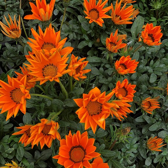 Gazania Orange - image 1