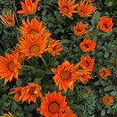 Gazania Orange - image 1