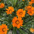 Gazania Orange - image 2