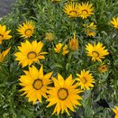 Gazania Yellow
