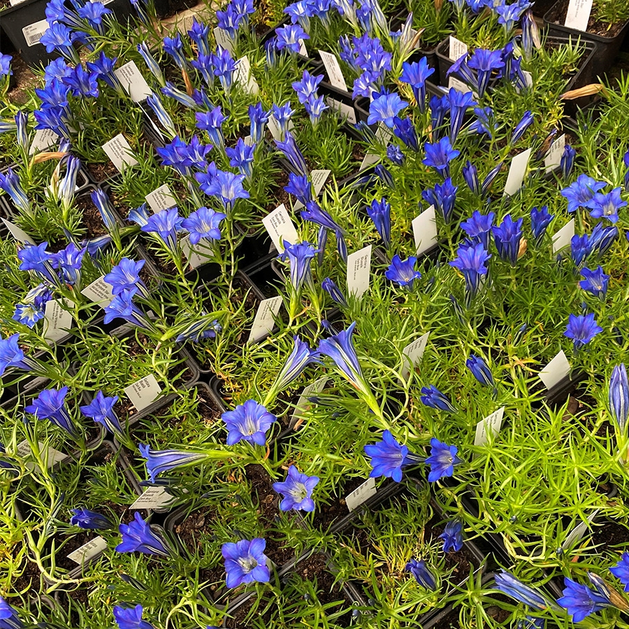 gentian-knights-garden-centres