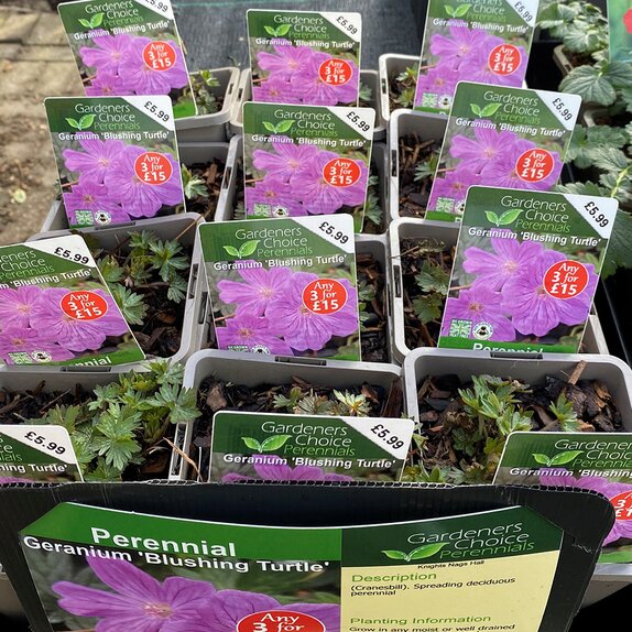 Geranium 'Blushing Turtle' - image 1