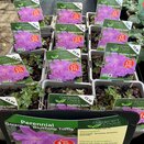 Geranium 'Blushing Turtle' - image 1